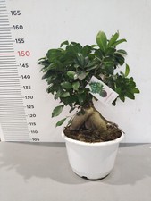 Pianta bonsai di - di, ficus