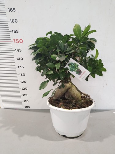 Pianta bonsai di ficus - pianta,
