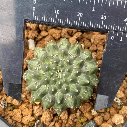 Pezzo cactus vivo - 1,