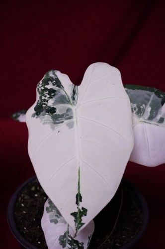 Alocasia frydek variegated - alocasia,