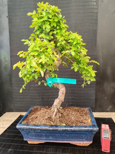 Bonsai olmo cinese 48 cm - ,