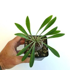 Euphorbia bupleurifolia DONNA 4 teste - Pigna Euphorbia | Spessore Argento
