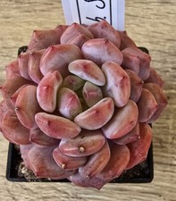 Echeveria star orange - echeveria,