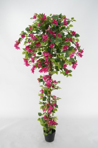 Bouganvillea fucsia - bouganvillea,