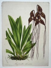 ORCHIDEE Masdevallia Chimaera