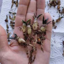 10PCS 2CM Succulent Cactus