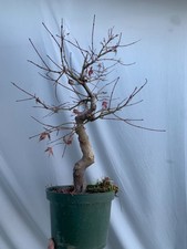 Old field grown Japanese maple