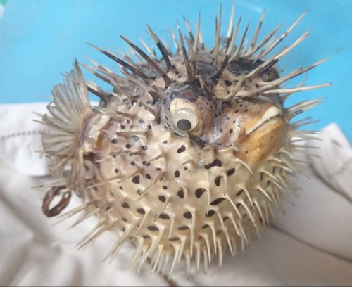 Pesce palla istrice - ,, reale