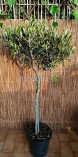 Albero olivo piantamia - olivo,