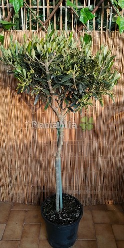 Albero olivo piantamia - albero,