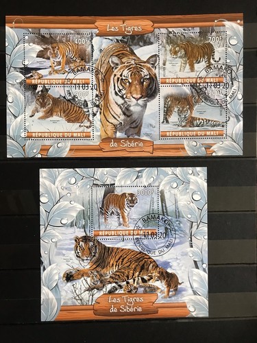 Tigers wild cats fauna - /, /