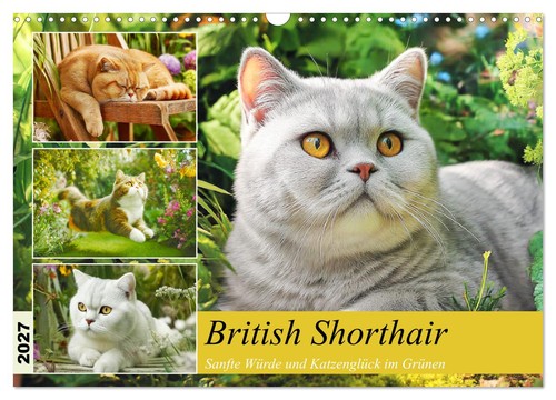 British shorthair sanfte - british, shorthair.
