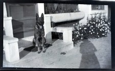 Box finestra cane pastore