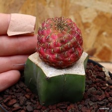 Sulcorebutia rauschii