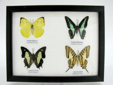 4 farfalle vere, imbottite