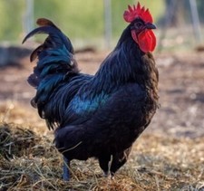 10 X Uova fertili fecondate