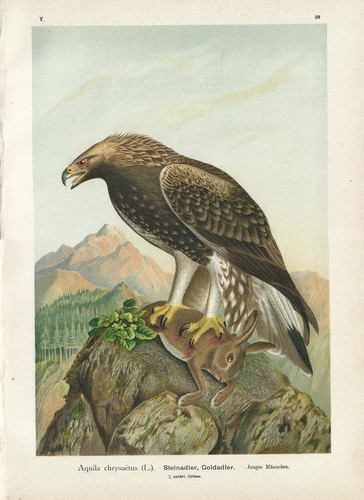 Stampa antica uccelli - antica,