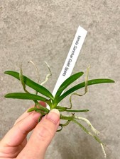 Vanda Sanchai Gold Spots |