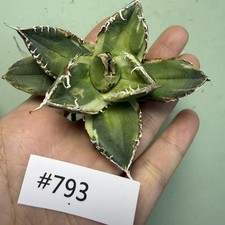 Vendo Raro Cactus Agave