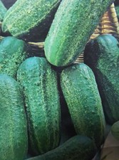 PEPINO CORNICHON de PARIS