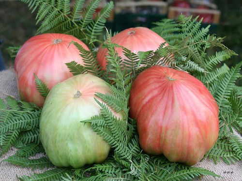 Pomodoro belmonte semi - belmonte,, +