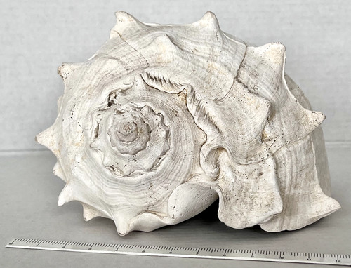 Grande conchiglia fossile