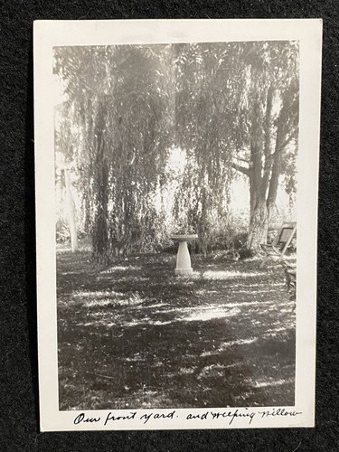 Albero salice piangente - di,