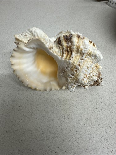 Conchiglia shell bursa bufo - conchiglia,