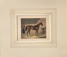 Cavallo da corsa Stampa