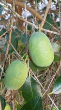 Feijoa sellowiana / Goyave