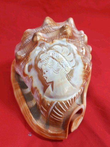 Conchiglia sardonica con