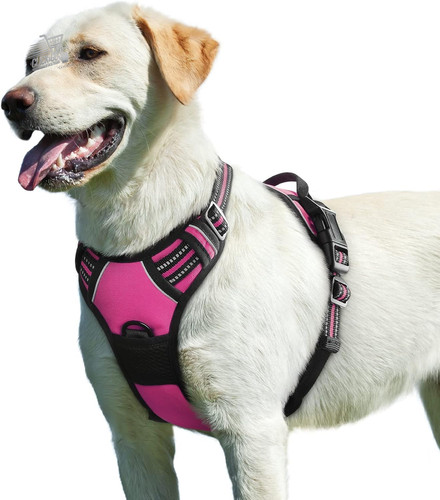 Pettorina cane taglia grande - cane,