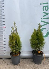 PIANTA DI THUJA NANA AUREA
