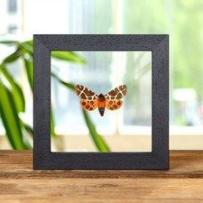 The Garden Tiger Moth In Clear