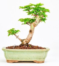 Bonsai di Acero Testa di Leone