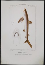 1831,PRETRE ORIGINAL ENGR. FINE ANTICO ACQUERELLO PALOMBO SQUALO XLF