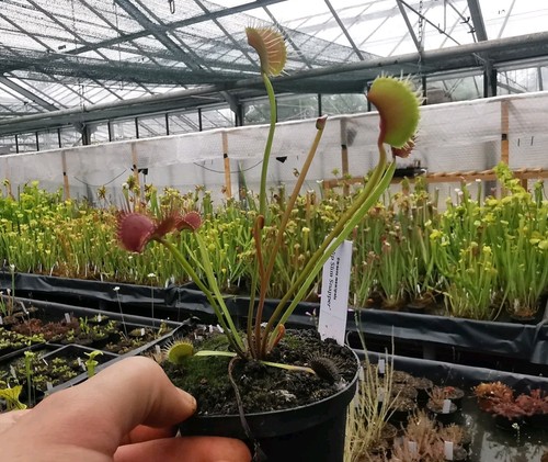 Dionaea muscipula wip slim - 'wip,