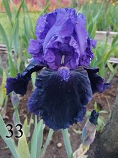 1 rizoma Iris Germanica