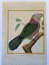 Martinet,Pappagalli,Cocorite