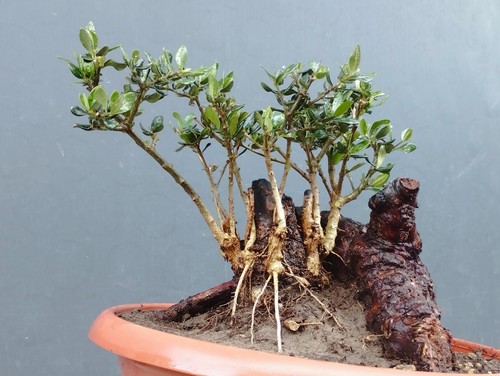 Bonsai olivastro 25x25cm - bonsai,