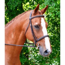 Briglia cacciatore Aster in