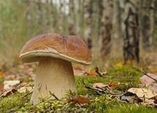 Boletus Edulis, micelio per