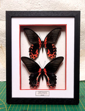 Papilio rumanzovia ( coppia )