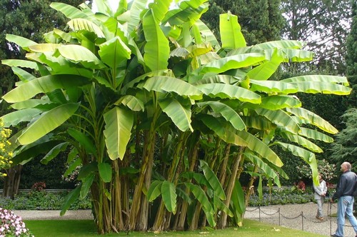 Yunnan banana seeds - banana, 10