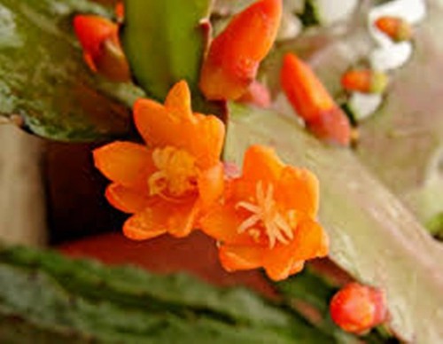 Pianta radicata phipsalis - pianta,