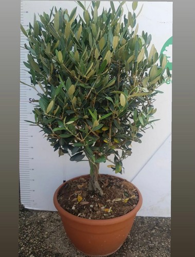 Pianta ulivo alberello - pianta,