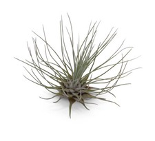 Tillandsia Fuchsii v Gracilis