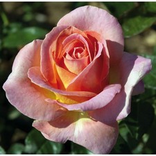 Pianta di ROSA ELLE ®MEILLAND