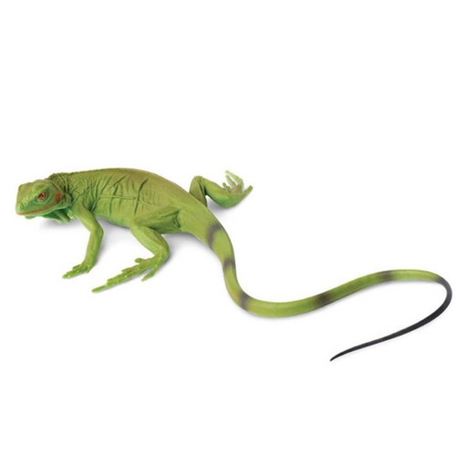 Iguana baby incredible - baby,