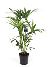 Kentia palme howea - kentia, forsteriana
